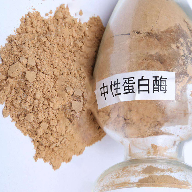 蛋白酶