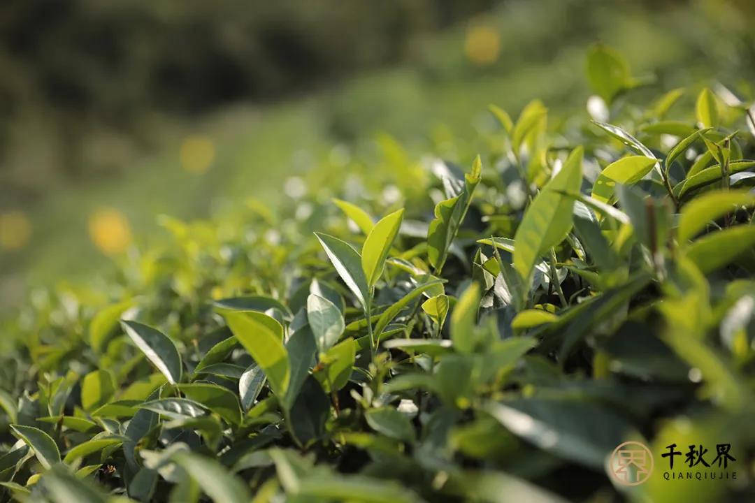 云赏茶园 | 千秋龙芽究竟生长在怎样的神仙地方？