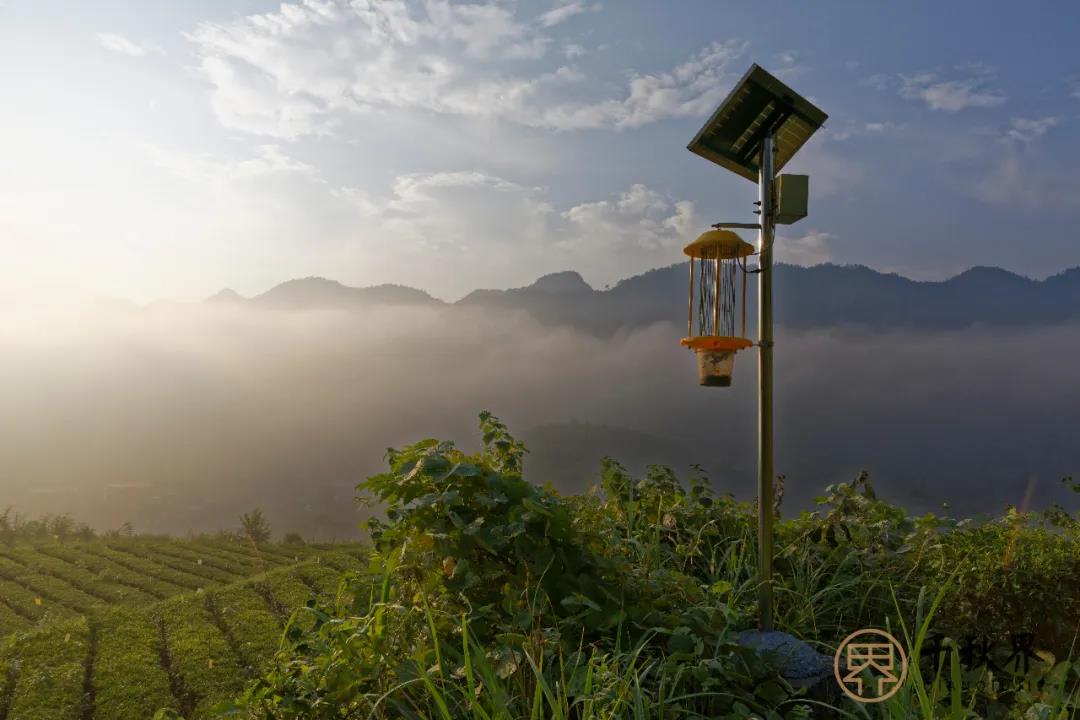 为什么说高山云雾出好茶？
