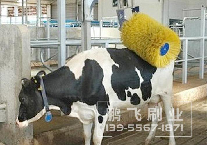牛体刷