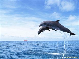 《带帝企鹅回家》海洋大救援双语故事书
