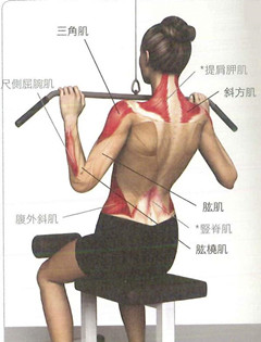 《肌肉功能与测试全书》