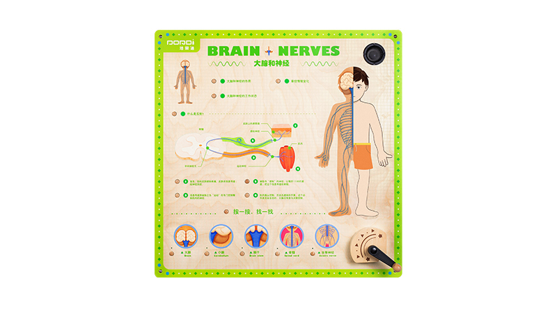 MDD-KJ-2305人体结构游戏-大脑和神经（售价：2850元）