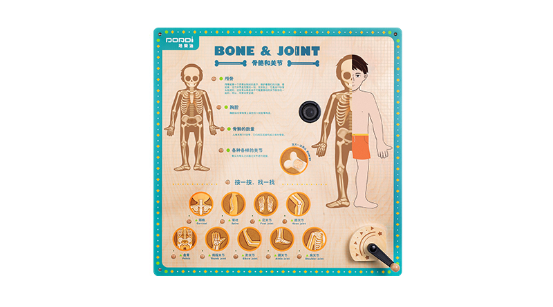 MDD-KJ-2301 人体结构游戏-骨骼和关节（售价：2850元）