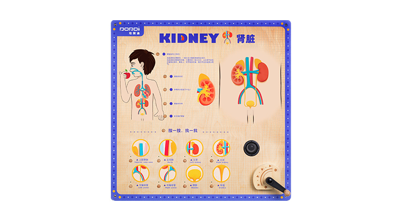 MDD-KJ-2306 人体结构游戏-肾脏（售价：2850元）