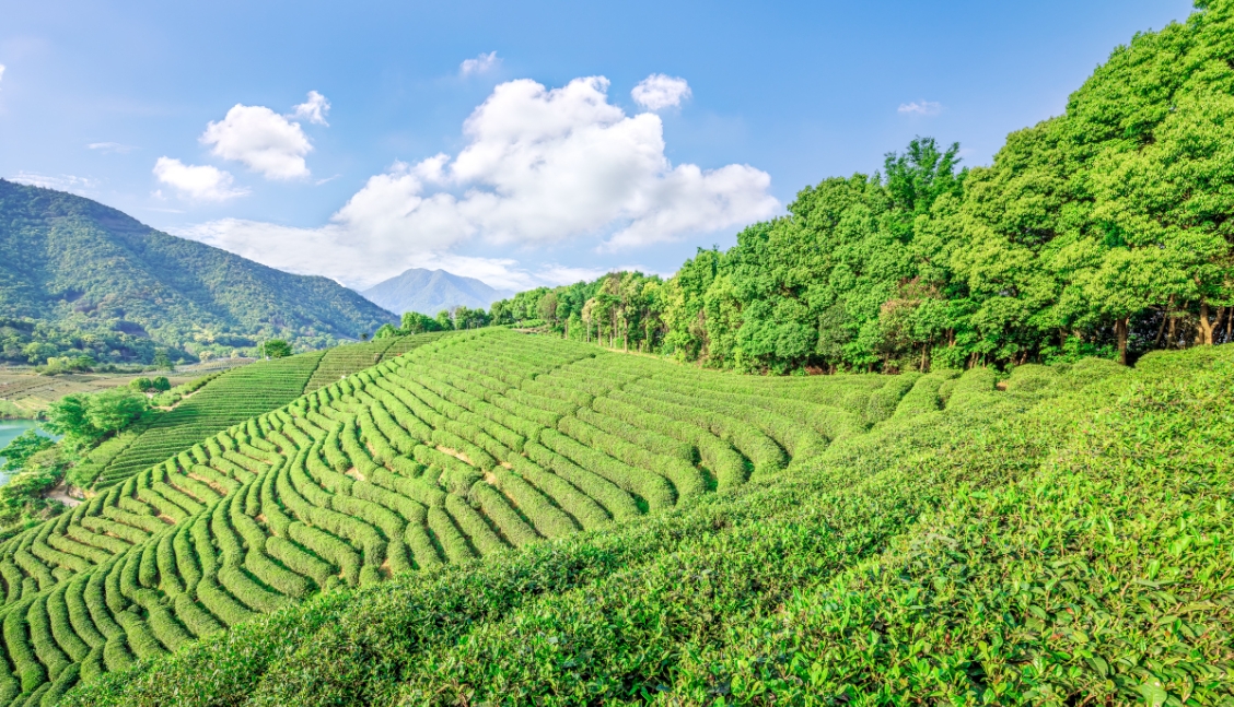 茶叶生产应对低温寒潮天气指导意见