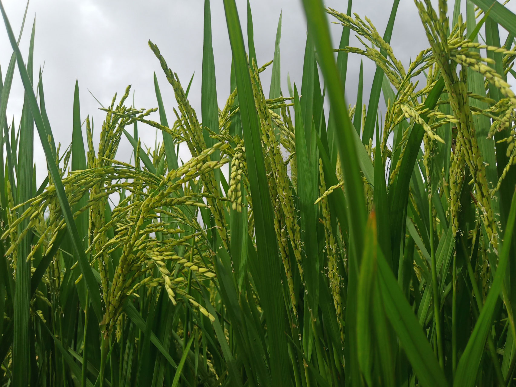 中国水稻研究所加强推介早稻新品种新技术