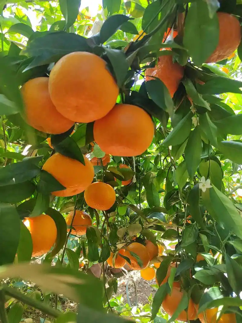 果园套种药材要谨慎！