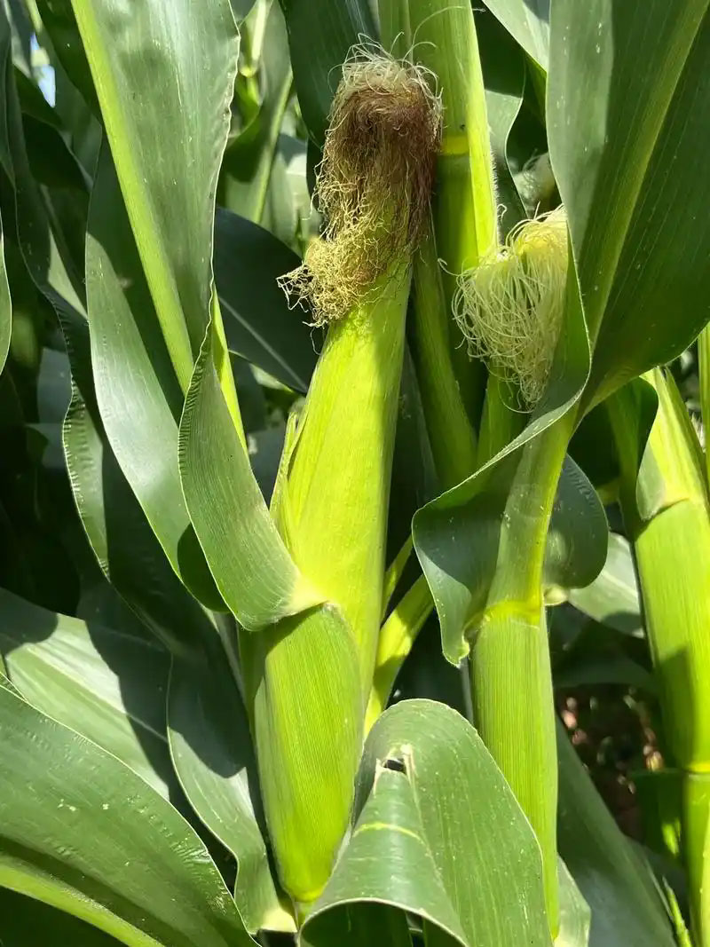 玉米增产有5大“偏方”,最高可增产30%！哪一个更为实用？
