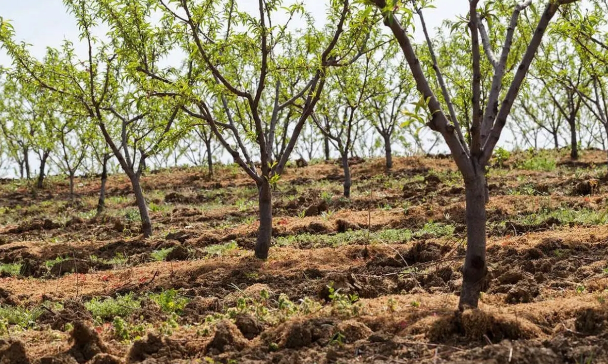 大户要的是占便宜不是买便宜