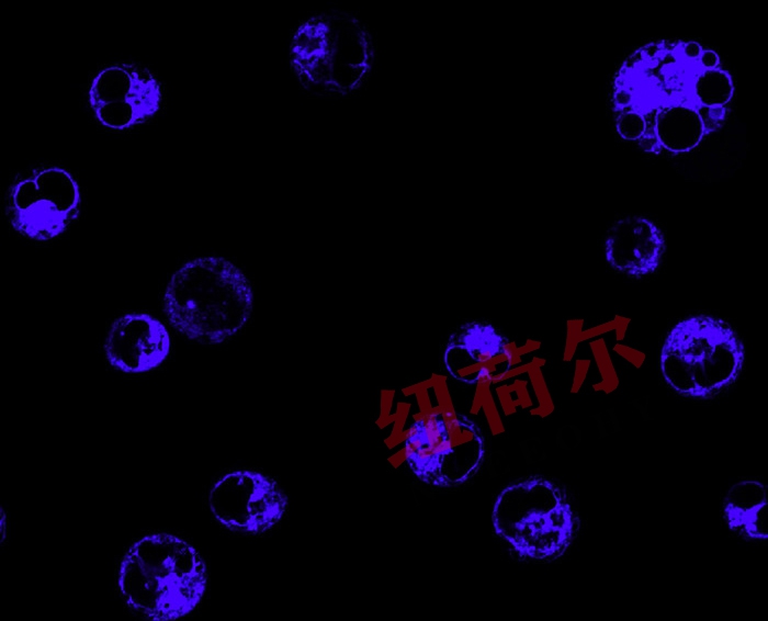 纽荷尔显微镜下的珍珠与珠宝研究