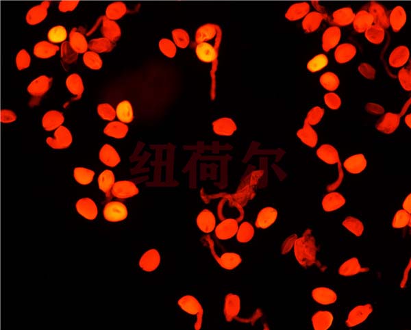 纽荷尔显微镜专注光学系统研发推动人类与机器的交互人机界面的发展