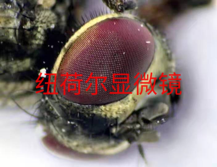 纽荷尔显微镜与荧光检测：微观世界的洞察之光