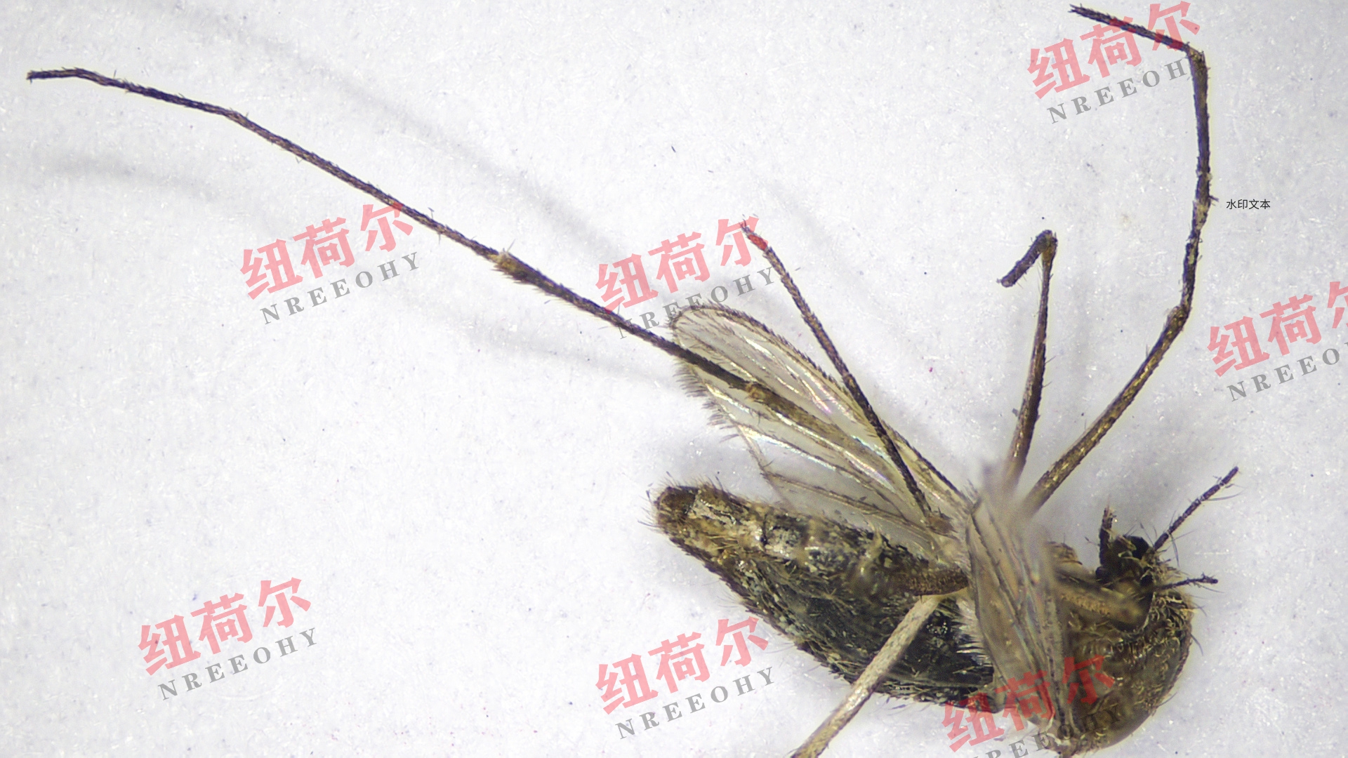 纽荷尔显微镜下的花露水：成分、质量与微观世界的奥秘