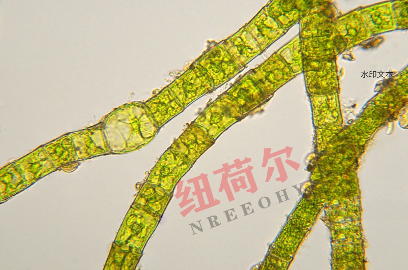 纽荷尔显微镜下橙子皮的微观世界：结构、功能与应用的深度探索