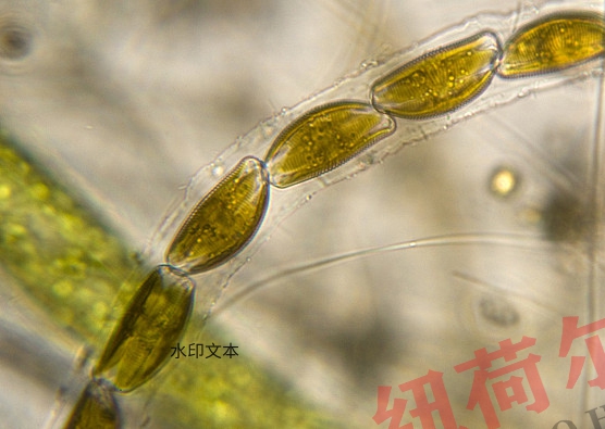 制造业中的机械制造业：发展历程、现状、挑战与未来趋势——纽荷尔显微镜