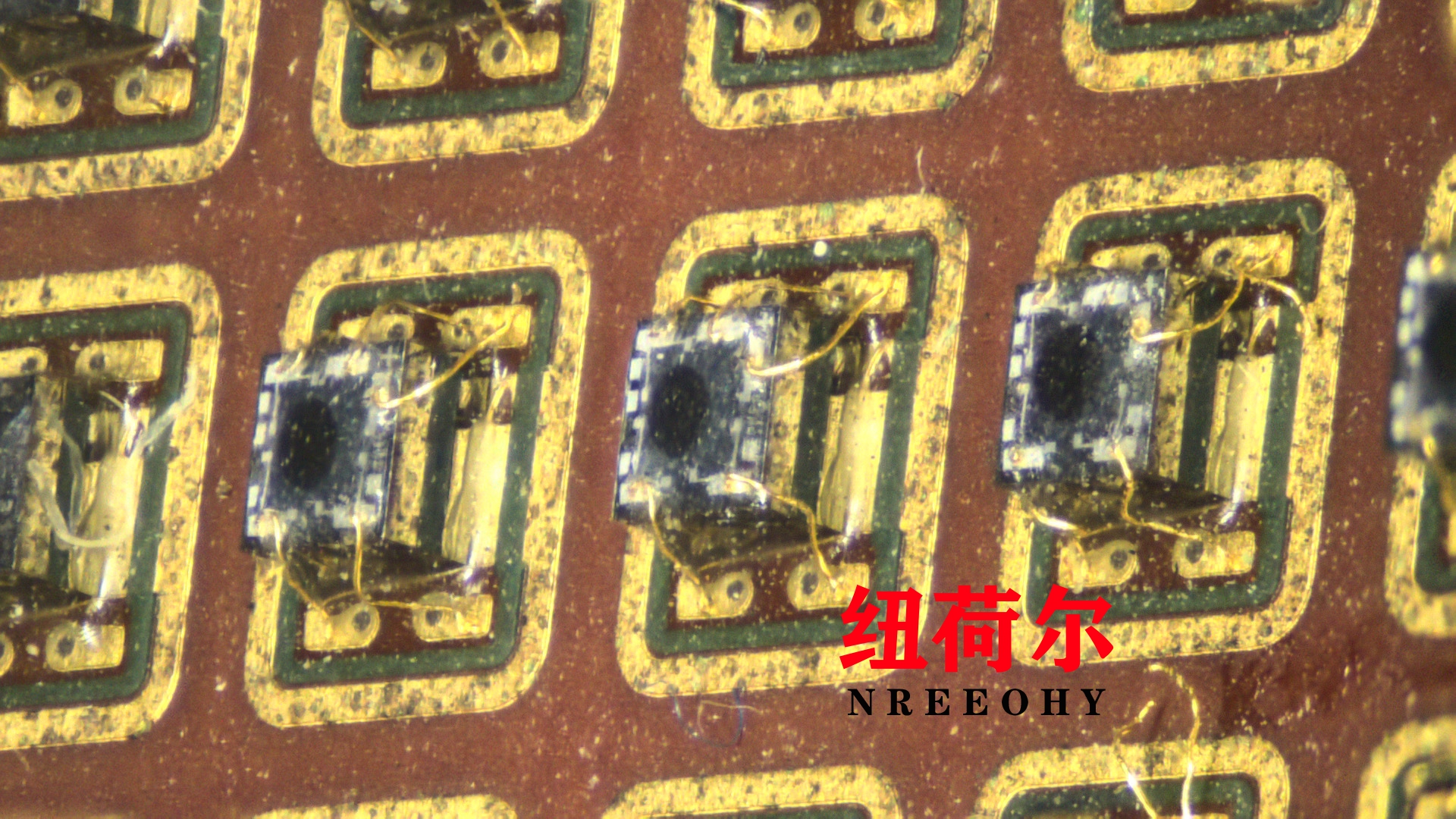 纽荷尔显微镜下的生命体征与生命奥秘