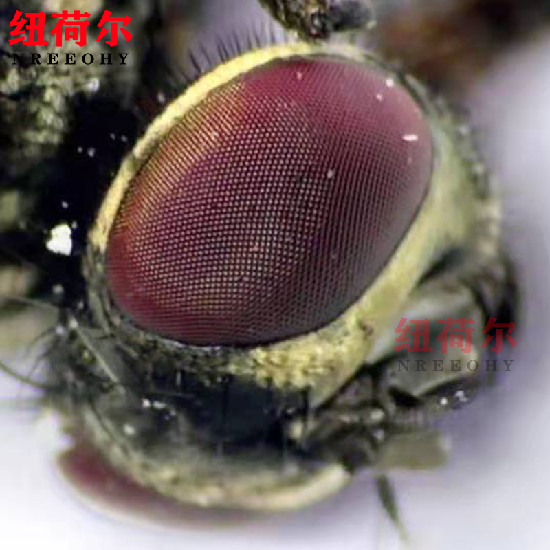 显微镜3D-Z700可摇摆式镜头支持3D多角度观察图像捕捉保存3D-Z700