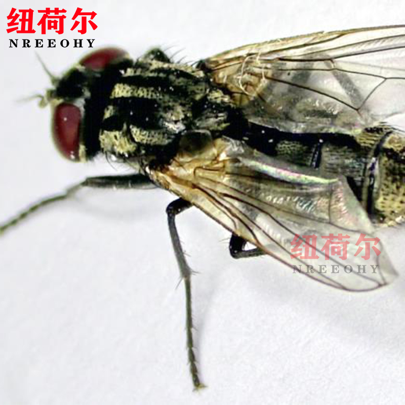 显微镜3D-Z700可摇摆式镜头支持3D多角度观察图像捕捉保存3D-Z700