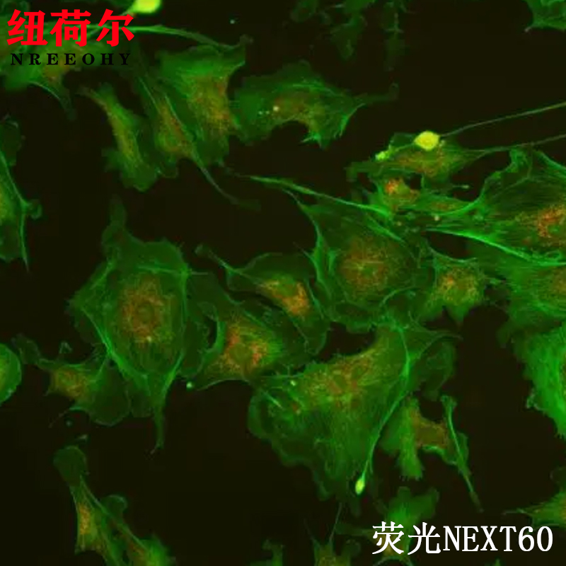 荧光显微镜NEXT60支持四色荧光观察合成投影测量图像拍照硬盘储存NEXT60