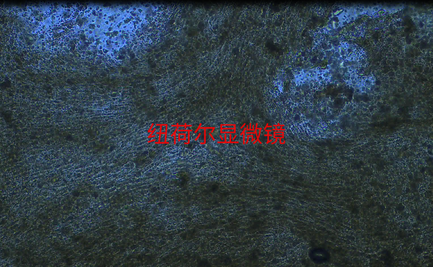 从科技创新到绿色现代化：纽荷尔显微镜下的变革之路