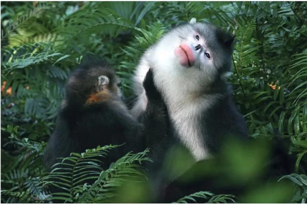 香格里拉一地亲子采菌5日游