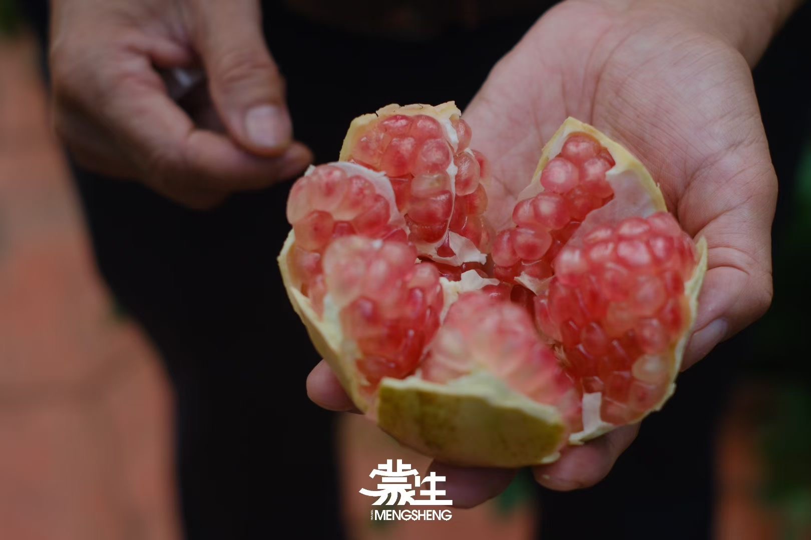 2025蒙自古树石榴