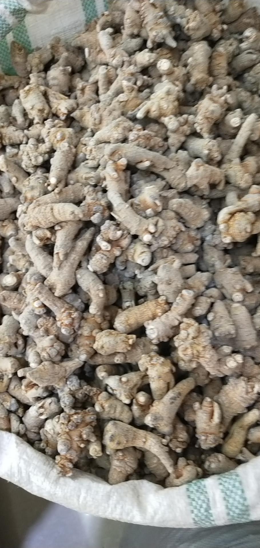 文山三七