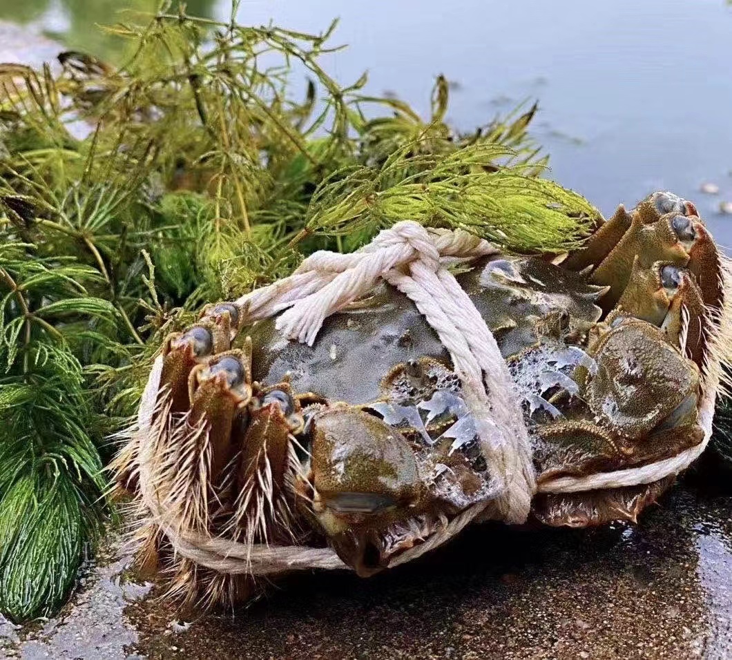 巧福阳澄湖大闸蟹