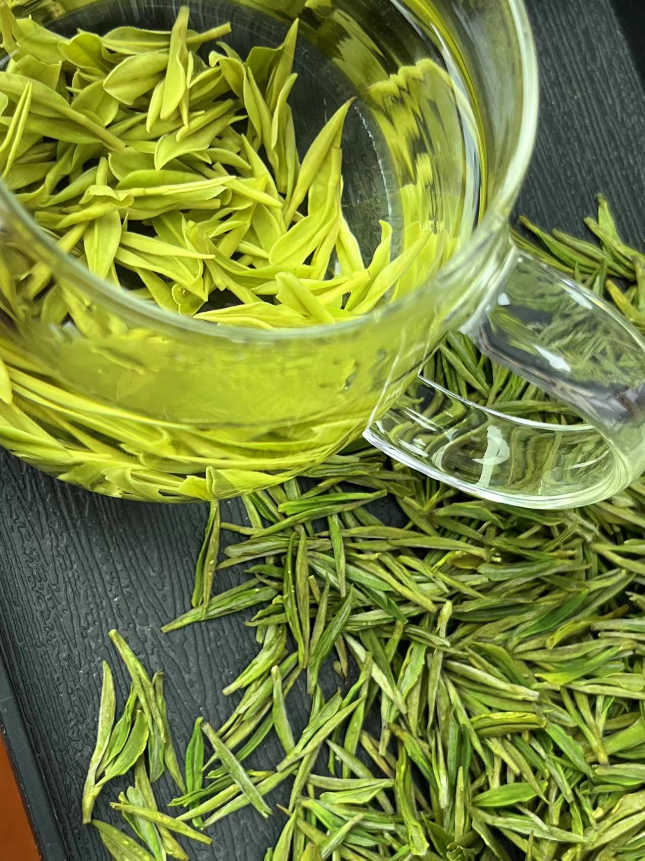 安吉白茶明前开园头采