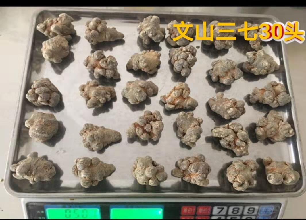 文山三七
