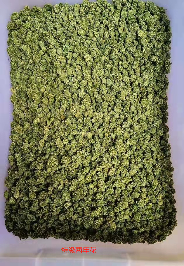 文山三七花