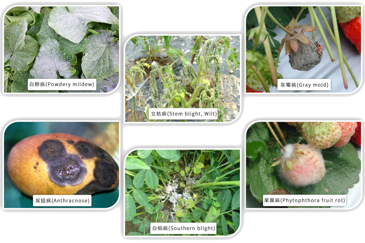 农业用纳米银抗菌剂