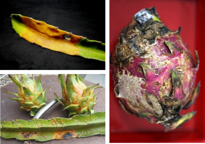 农业用纳米银抗菌剂