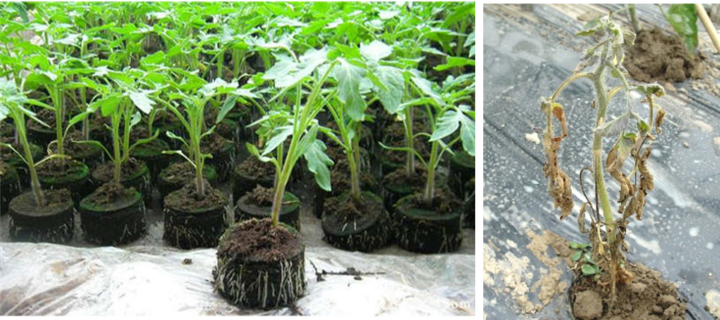 农业用纳米银抗菌剂