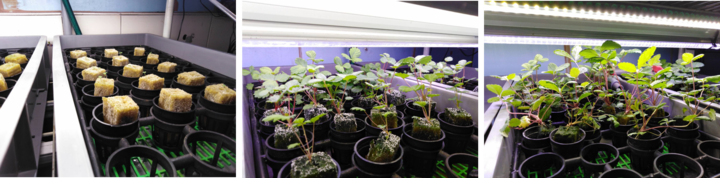 农业用纳米银抗菌剂