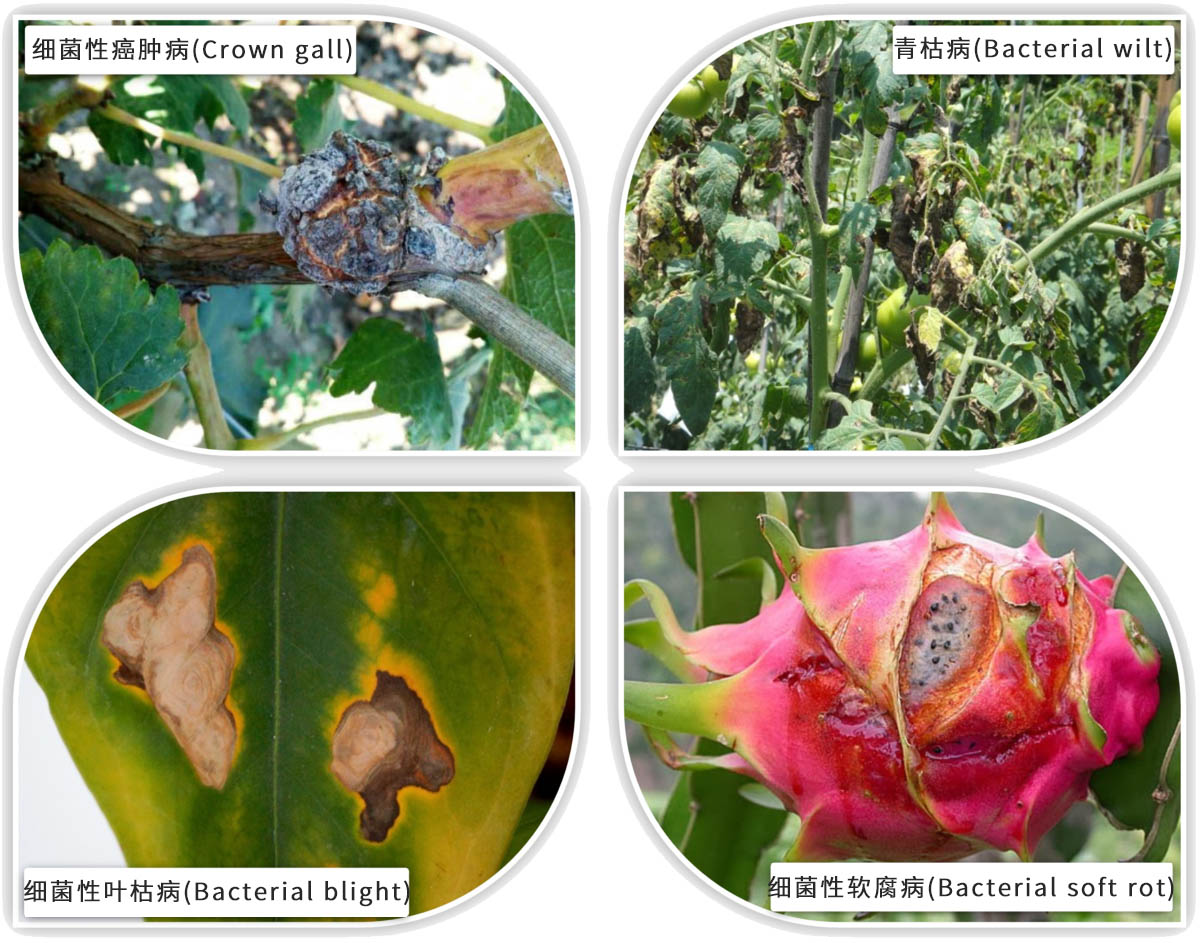 农业用纳米银抗菌剂