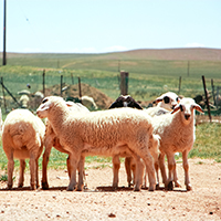 农畜牧领域用抗菌剂