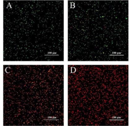 国产 双染色活死细菌检测试剂盒 (可用于流式、荧光显微镜、酶标仪）