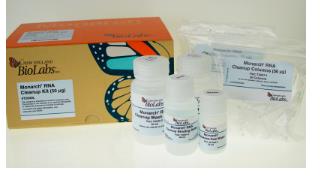 NEB DpnI 同裂酶 500U R0176V