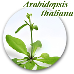 PhytoAB 抗叶绿体兔多克隆抗体 GAPCP-1 antibody 货号 PHY3266A