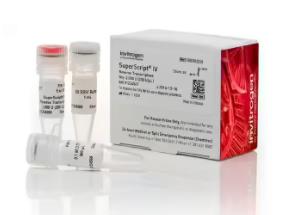 ABI Sequenase 2.0 DNA 聚合酶 200u