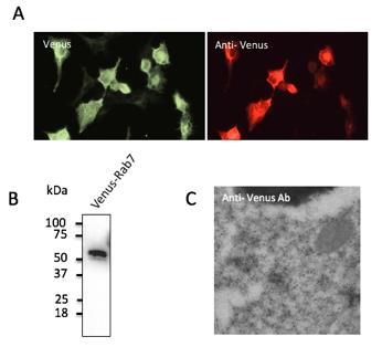 Mybiosource Venus Polyclonal Antibody (绿色荧光蛋白抗体)
