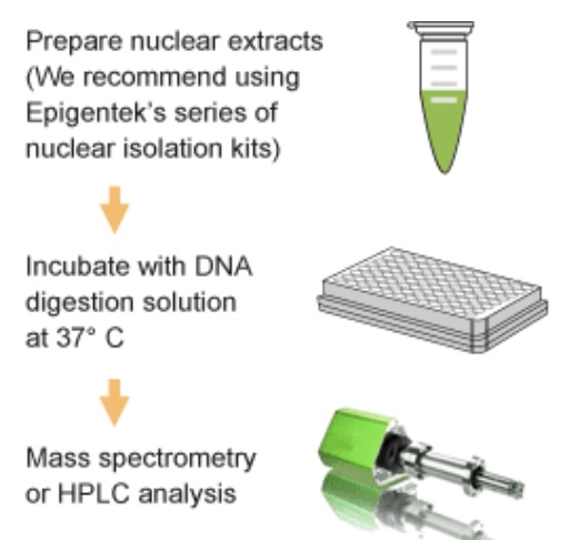 Epigentek EpiQuik One-Step DNA Hydrolysis Kit DNA水解试剂盒