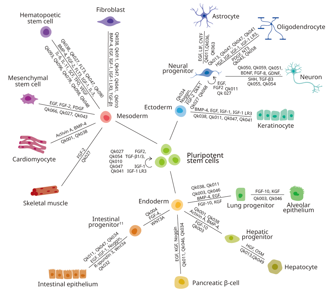 英国QKine iPSC 定向诱导分化因子