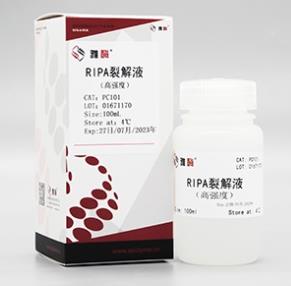 雅酶 蛋白提取 RIPA裂解液（强） 100ml