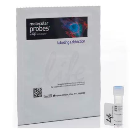 Invitrogen Alexa Fluo488 鬼笔环肽 细胞骨架染色 绿色