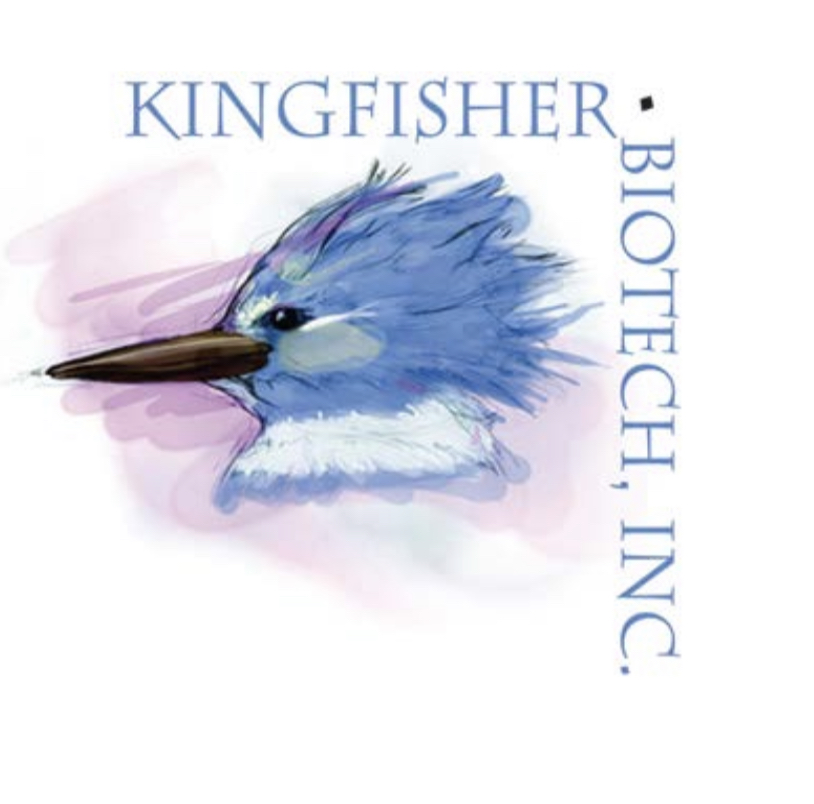Kingfisher anti-chicken抗鸡 IFN-γ 一抗 WB ELISA 100ul