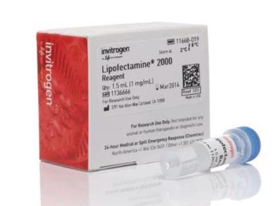 Invritrogen 脂质体Lipo2000 1.5ml 11668019