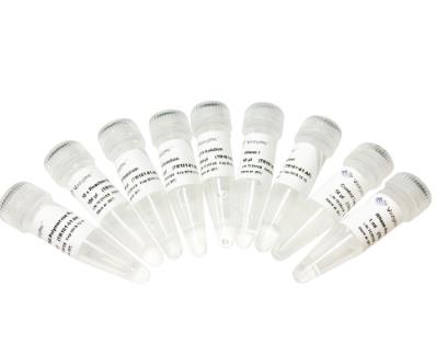 诺唯赞 vazyme T7 体外转录试剂盒 TR101-01